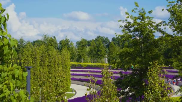 人们在城市公园里行走 在树木和天空的背景上 有雄伟的五颜六色的田野 阳光明媚的夏日草地盛开的深粉色紫罗兰花 萨尔维亚 — 图库视频影像
