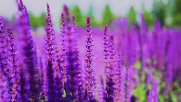 在阳光明媚的日子里 美丽绽放的粉红色紫色圣人花 萨尔维亚尼莫罗萨 场的夏季草地的特写 雄伟的五颜六色的田野在城市公园里 风在户外吹 — 图库视频影像