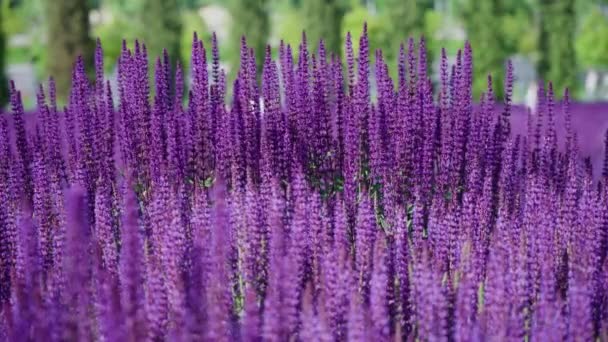 Close Canteiro Flores Verão Bela Flor Sálvia Roxo Brilhante Salvia — Vídeo de Stock