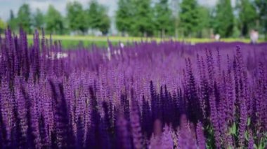 Güneşli bir günde güzel açan koyu pembe menekşe adaçayı çiçeği (Salvia nemorosa) alanının yaz çayırı. Ağaçların arka planda şehir parkında görkemli renkli clary alan. Rüzgar esiyor.