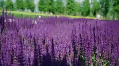 Güneşli bir günde güzel açan parlak pembe mor adaçayı çiçeği (Salvia nemorosa) alanının yaz çiçek tarh. Ağaçların arka planda şehir parkında görkemli renkli clary alan. Rüzgar eser.