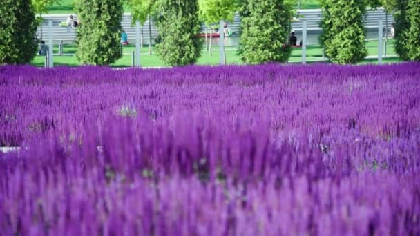 阳光明媚的夏日草地盛开的深粉色紫罗兰花 萨尔维亚尼莫罗萨 在城市公园树木背景上 雄伟的五颜六色的田野 风在吹 — 图库视频影像