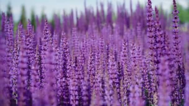 Närbild Sommaräng Vackra Blommande Ljust Rosa Lila Salvia Blomma Salvia — Stockvideo