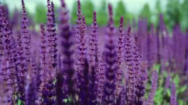 Sommaräng Vackra Blommande Mörkrosa Violett Salvia Blomma Salvia Nemorosa Fält — Stockvideo