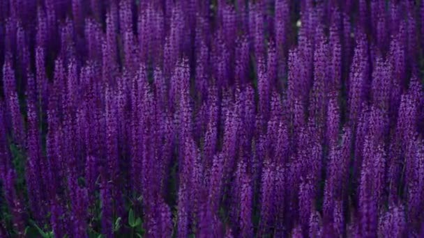 夏季花坛美丽绽放的亮粉紫色圣人花 萨尔维亚尼莫罗萨 领域在阳光明媚的日子 城市公园里五颜六色的田野 风是吹的 — 图库视频影像