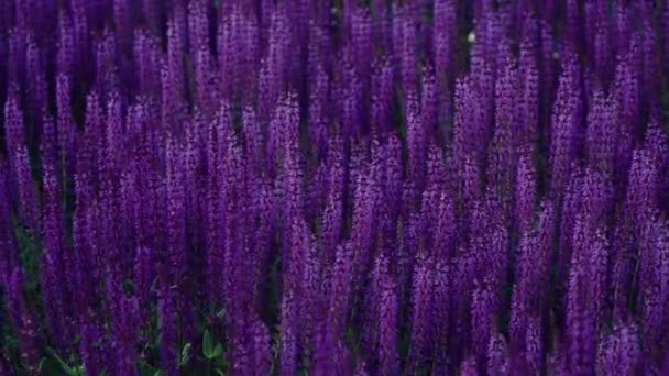 Summer flowerbed of beautiful blooming bright pink purple sage flower (Salvia nemorosa) field in sunny day. Majestic colorful clary field in the city park. Wind is blows. — Stock Footage Summer Flowerbed Beautiful Blooming Bright Pink Purple Sage Flower Salvia — Stock Video