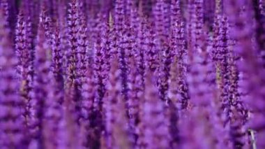Güneşli bir günde güzel açan parlak pembe mor adaçayı çiçeği (Salvia nemorosa) alanının yaz çayırı kapatın. Görkemli renkli clary alan üzerinde şehir parkı. Seçici odaklama.