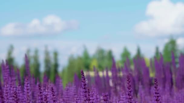 Sommerblumenbeet Mit Schönen Blühenden Hellrosa Lila Salbeiblume Salvia Nemorosa Feld — Stockvideo