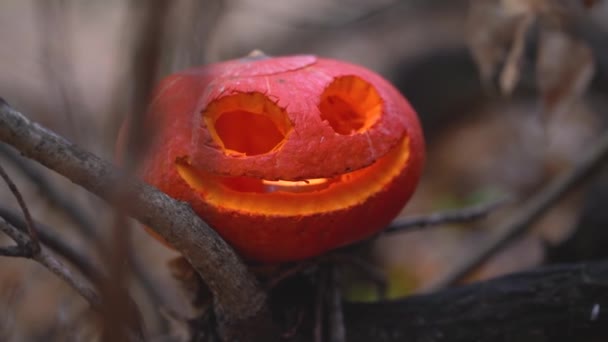 Jack Linterna Con Sonrisas Aterradoras Naranja Calabaza Tallada Espeluznante Encuentra — Vídeos de Stock