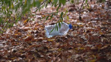Sarı yapraklar nemli zemini kalın bir halı gibi kaplıyor. İnce yeşil yaprakları olan ağaç dalları. Yaprakların üzerinde, suyun altındaki şeffaf, boş mavi plastik şişe uzanıyor..