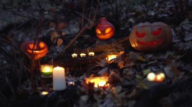 Işıl ışıl parlayan turuncu korkunç balkabakları, kuru ağaç dalları arasında beyaz mumlar yakmak ve geceleri düşen yapraklar açık havada korku ormanı kapanıyor. Ağır çekim. Cadılar Bayramı konsepti.
