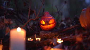 Şeytani balkabağı başlı Cadılar Bayramı bayramı özelliği, doğanın arka planında parlayan mum portakallı Jack o feneri kuru ağaçlar, düşmüş yapraklar, dallar ile karanlık sonbahar korkunç ormanı. Sihirli yer.