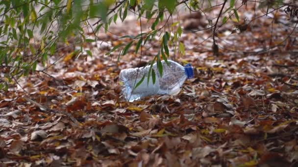 Les Feuilles Jaunes Tombées Couvrent Sol Humide Comme Tapis Épais — Video