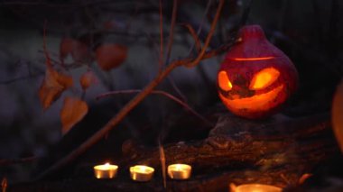Üç yanan mum, gülümseyen turuncu güzel balkabağı Jack o Fener kabağı içi oyulmuş yüzle parıldıyor, kuru ağaçta duruyor geceleri sık dalların arasında, sonbaharda korkunç vahşi ormanda.