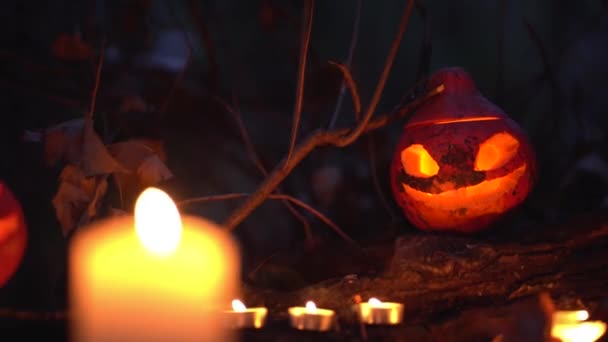 晚安蜡烛照亮了狭小的空间 橙黄色的南瓜 有切破的孔 发出黄色的光 黑暗的秋天森林里神秘而令人不快的背景 万圣节的仪式开始了假日 — 图库视频影像