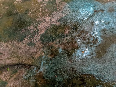 Islak arka bahçe beton zemin, öğleden sonraları grunge dokusunda yeşil yosun..