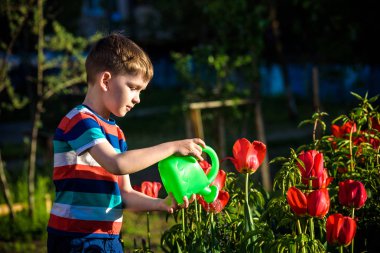 Küçük çocuk güzel bir bahar gününde çiçek tarhında lalelerin yanında yürüyor. Çocuk bahçede elinde su bidonuyla geziyor..