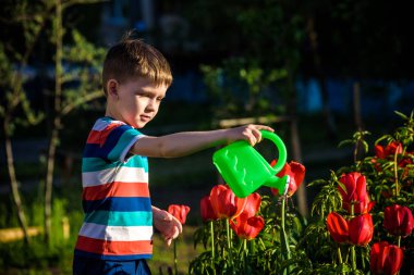 Küçük çocuk güzel bir bahar gününde çiçek tarhında lalelerin yanında yürüyor. Çocuk bahçede elinde su bidonuyla geziyor..