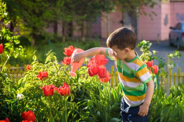 Küçük çocuk güzel bir bahar gününde çiçek tarhında lalelerin yanında yürüyor. Çocuk bahçede elinde su bidonuyla geziyor..