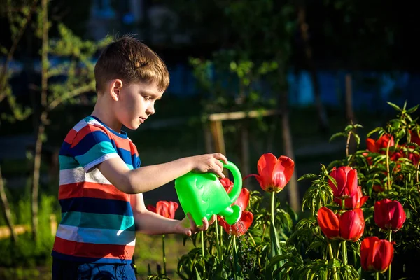 Küçük çocuk güzel bir bahar gününde çiçek tarhında lalelerin yanında yürüyor. Çocuk bahçede elinde su bidonuyla geziyor..