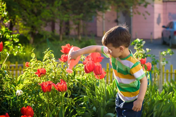 Küçük çocuk güzel bir bahar gününde çiçek tarhında lalelerin yanında yürüyor. Çocuk bahçede elinde su bidonuyla geziyor..