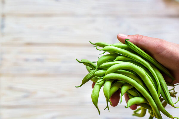 Farmer holds in his hand fresh french beans.