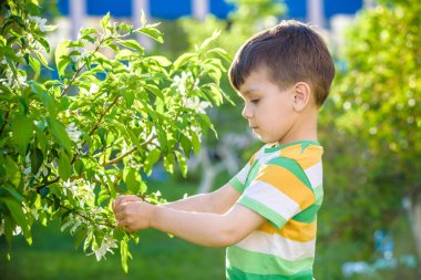 Çiçek açan bahar ağacının dalları arasında küçük bir çocuğun portresi. Çocuk açık havada aktif oyunlar oynuyor.
