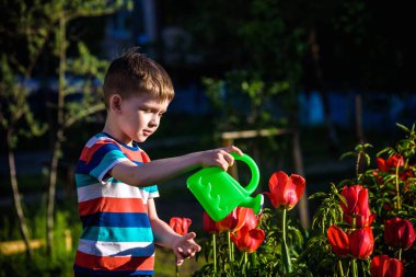 Küçük çocuk güzel bir bahar gününde çiçek tarhında lalelerin yanında yürüyor. Çocuk bahçede elinde su bidonuyla geziyor..