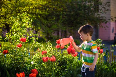 Küçük çocuk güzel bir bahar gününde çiçek tarhında lalelerin yanında yürüyor. Çocuk bahçede elinde su bidonuyla geziyor..