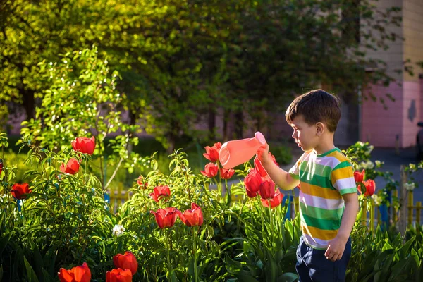Küçük çocuk güzel bir bahar gününde çiçek tarhında lalelerin yanında yürüyor. Çocuk bahçede elinde su bidonuyla geziyor..