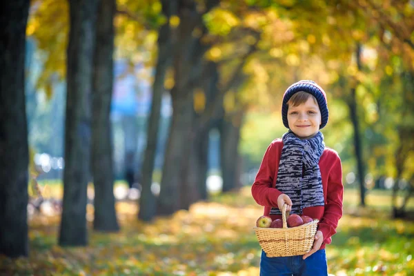 孩子们在秋天摘苹果 小男孩在苹果树果园里玩耍 孩子们在篮子里摘水果 幼儿在秋天的收获时吃水果 孩子们在户外玩的很开心健康营养 — 图库照片