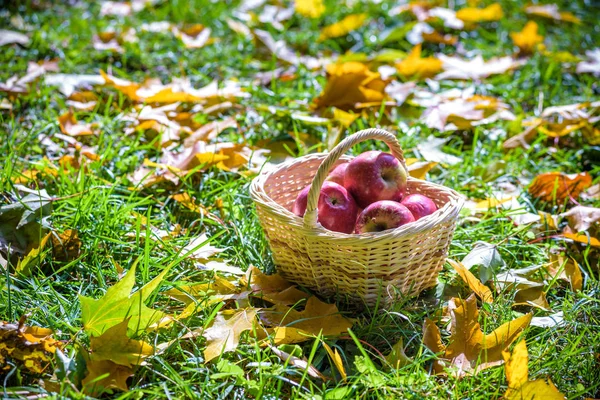 Red Apples Grass Basket Lies Sideways Autumn Harvest Concept — Stock Photo, Image