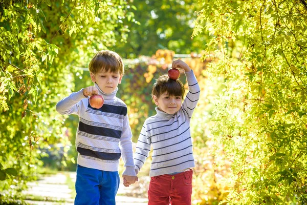 Adorables Dos Niñitos Recogiendo Manzanas Frescas Maduras Huerto Frutas Diversión — Foto de Stock