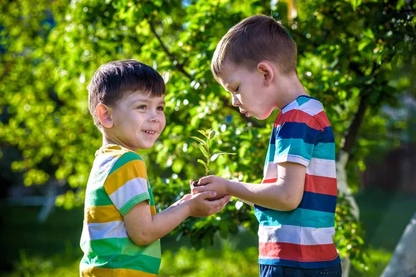 Άνθρωποι Παιδιά Αδερφάκι Αγόρι Κρατώντας Νεαρό Φυτό Στα Χέρια Πράσινο — Φωτογραφία Αρχείου