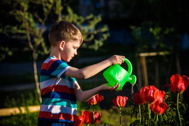 Küçük çocuk güzel bir bahar gününde çiçek tarhında lalelerin yanında yürüyor. Çocuk bahçede elinde su bidonuyla geziyor..