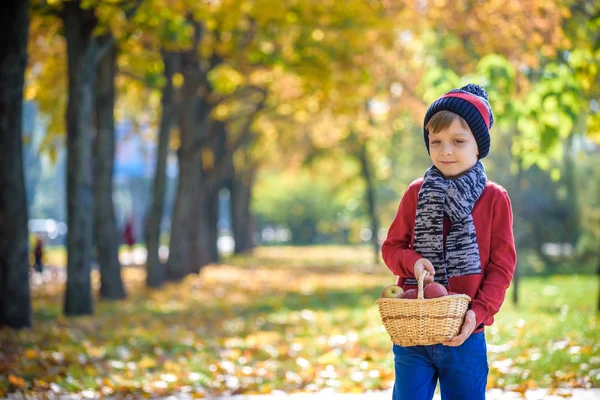 Niño recogiendo manzanas en otoño. Niño jugando en el huerto de manzanos. Los niños recogen fruta en una canasta. Niño comiendo frutas en la cosecha de otoño. Diversión al aire libre para niños. Nutrición saludable —  Fotos de Stock