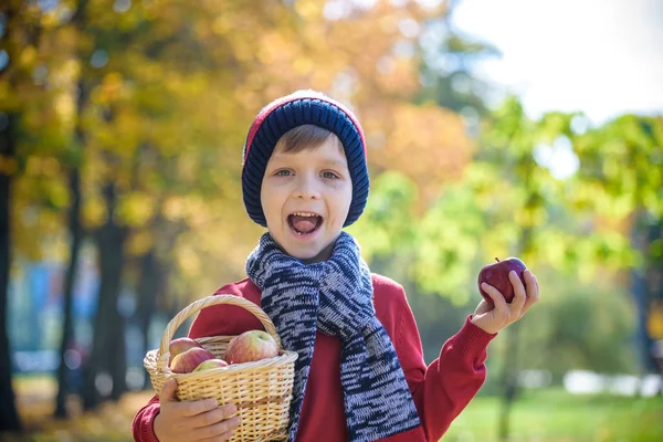 Дитина збирає яблука восени. Маленький хлопчик грає в яблуневому саду. Діти вибирають фрукти в кошику. Тодлер їсть фрукти при осінньому врожаї. На відкритому повітрі весело для дітей. Здорове харчування — стокове фото
