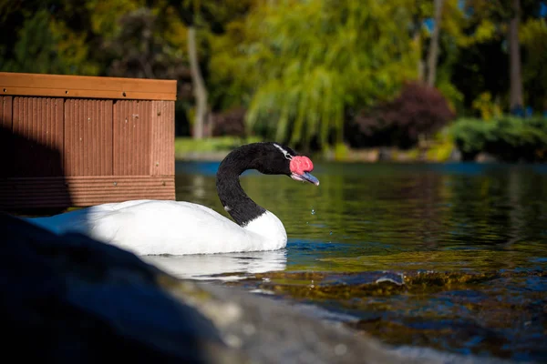 Primer plano del cisne de cuello negro Cygnus melancoryphus con un rojo sabe cerca de la base del pico y la raya blanca detrás del ojo — Foto de Stock