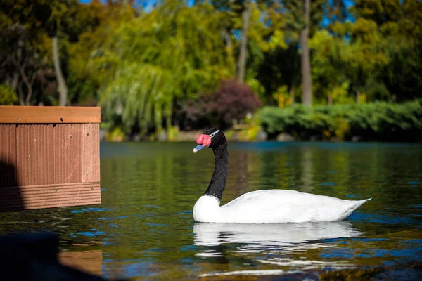 Primer plano del cisne de cuello negro Cygnus melancoryphus con un rojo sabe cerca de la base del pico y la raya blanca detrás del ojo — Foto de Stock