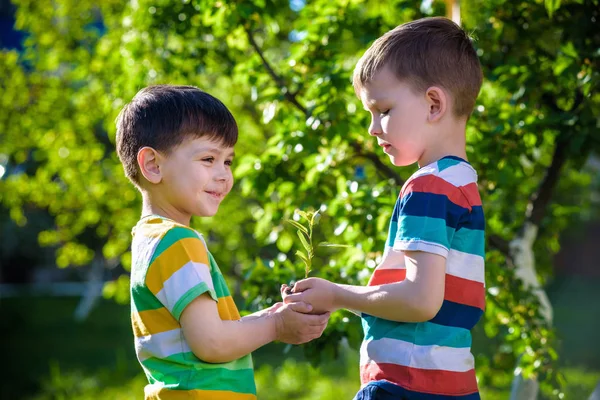 Люди, держащие молодое растение в руках против зеленого весеннего бэкграунда — стоковое фото