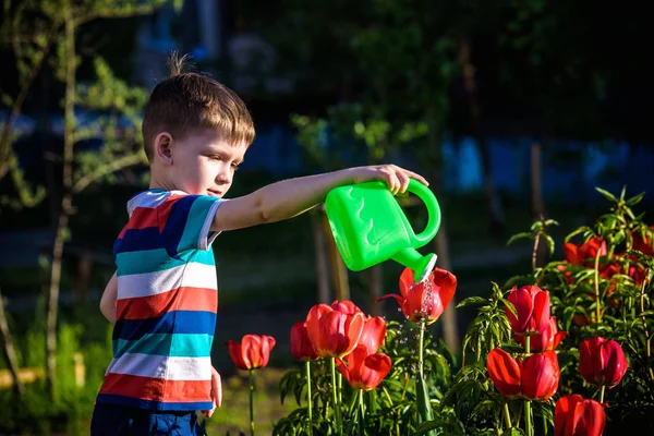 Маленька дитина ходить біля тюльпанів на клумбі в прекрасний весняний день. Хлопчик на відкритому повітрі в саду з лійкою — стокове фото