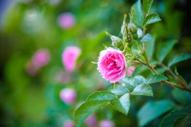 Kolayca büyüyen ve çiçek açan kırmızı Rosa fındık çiçeğinin resmi. resimler arkaplan ya da duvar kağıdı olarak kullanılabilir