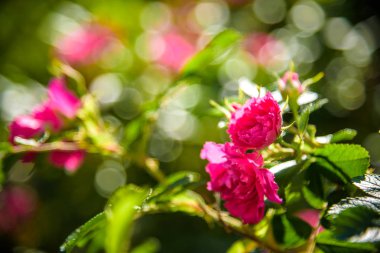 Kolayca büyüyen ve çiçek açan kırmızı Rosa fındık çiçeğinin resmi. resimler arkaplan ya da duvar kağıdı olarak kullanılabilir