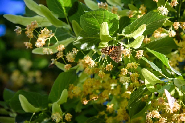 Flores en flor de madera de tilo árbol, utilizado para la preparación de té curativo, fondo natural, primavera — Foto de Stock