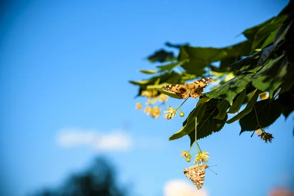 开着花的树，林登木，用于准备治疗茶，天然背景，春天 — 图库照片