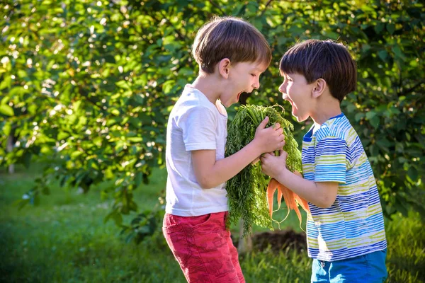 Kinder mit einer Möhre im Garten. zwei Jungen mit Gemüse i — Stockfoto