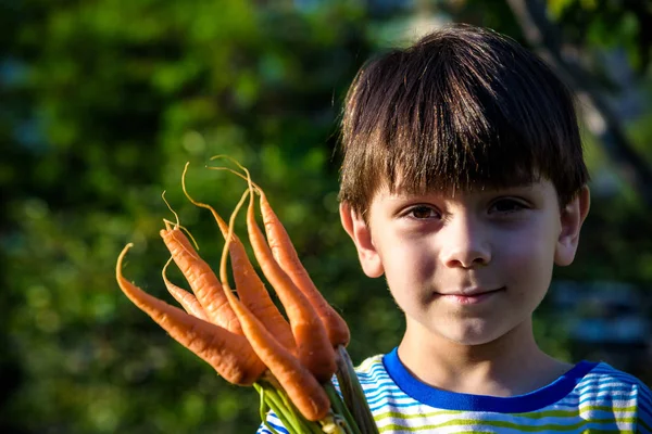 Маленький хлопчик тримає в руках свіжу зібрану стиглу моркву. крупним планом — стокове фото