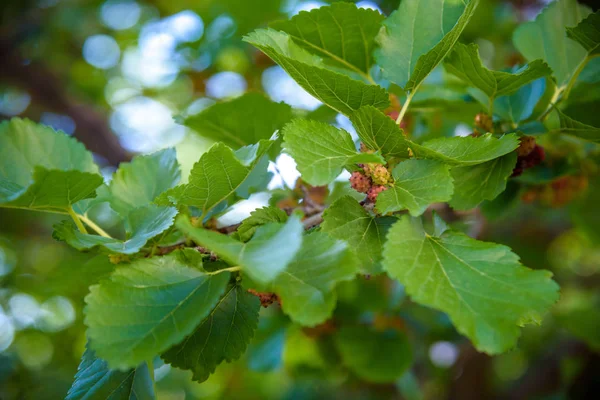 Amoreira fresca, preta madura e vermelha amoras verdes no ramo da árvore. Fruta de baga saudável — Fotografia de Stock