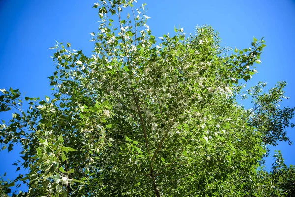Fofo de álamo no ramo entre a grama verde. Fofos brancos de choupos, sintomas de alergias — Fotografia de Stock
