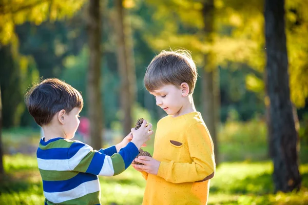 Zwei süße Geschwister kleiner Junge spielen zusammen mit zwei großen Tannenzapfen im Freien. — Stockfoto